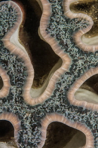 Reef architecture. by Mehmet Salih Bilal 